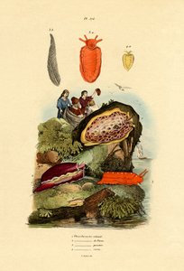 シースラッグ、1833-39 作： French School